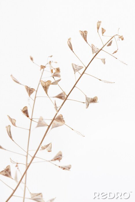Fototapete Branch romantic beige color shepherd's bag dry little flowers vertical