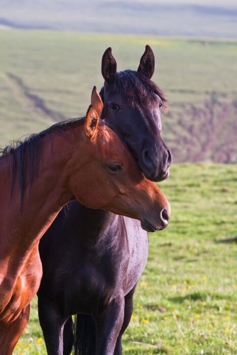 Fototapete Braue Tiere beim Umarmen