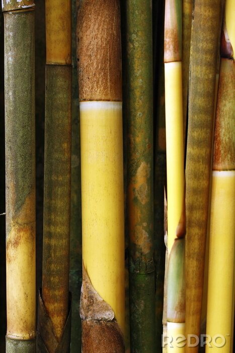 Fototapete Braun-gelbe Bambusstengel