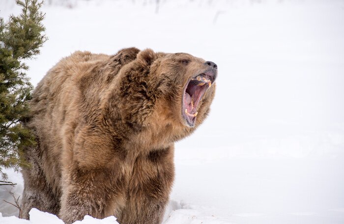 Fototapete Braunbär im Schnee