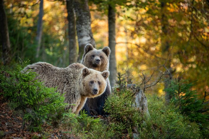 Fototapete Braunbären im herbstlichen Wald