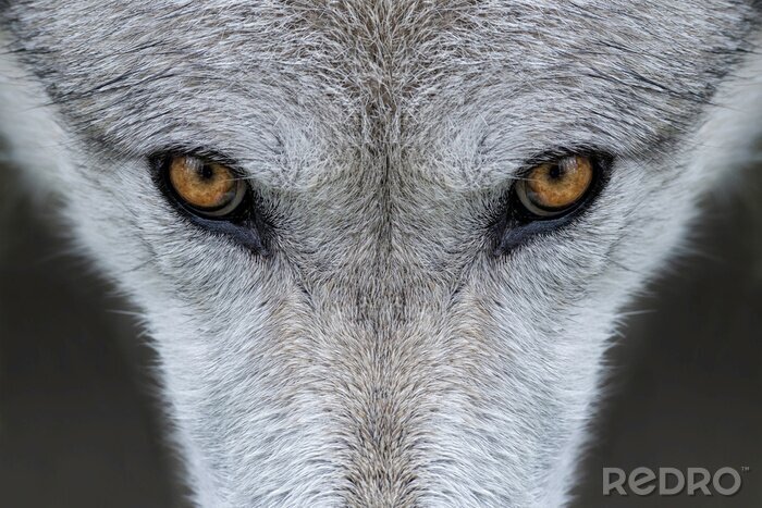 Fototapete Braune Augen des Wolfes