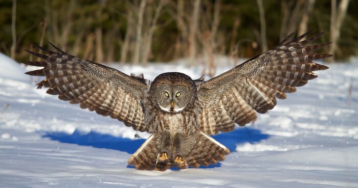 Fototapete Braune Eule mit ausgestreckten Flügeln