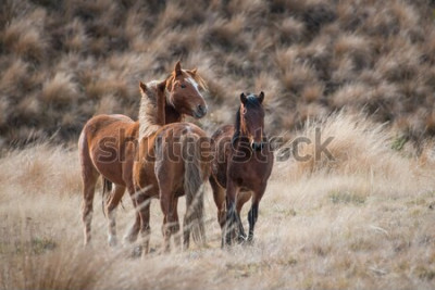 Fototapete Braune pferde mit gras im hintergrund