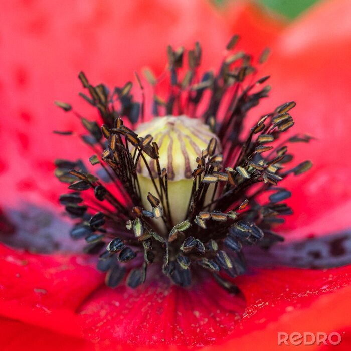 Fototapete Braune Samen in der Blüte