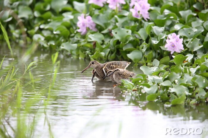 Fototapete Braune Vögel in einem japanischen Park