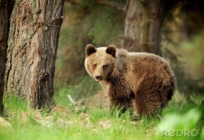 Fototapete Brauner Bär im Wald