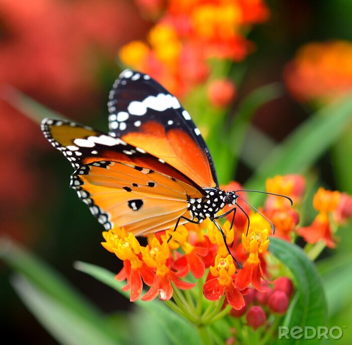 Fototapete Brauner Schmetterling auf Blumen sitzend