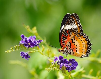 Fototapete Brauner Schmetterling auf einer Blume