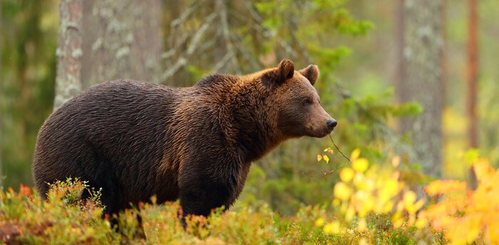 Fototapete Braunes Bärchen im Wald