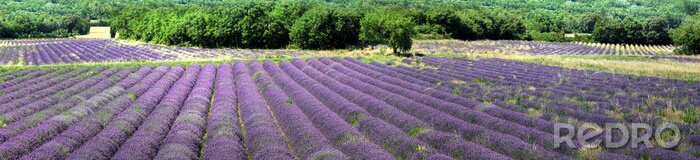 Fototapete Breitwand-Lavendelfeld