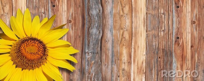 Fototapete Bretter und Sonnenblume