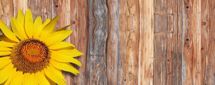 Fototapete Bretter und Sonnenblume