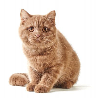 Fototapete Britische rote Katze