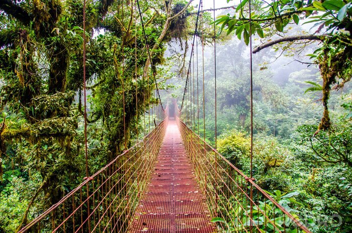 Fototapete Brücke 3d im Regenwald