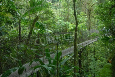Fototapete Brücke durch den Dschungel