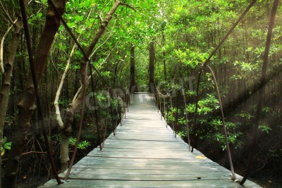 Fototapete Brücke durch den Wald des tropischen Dschungels