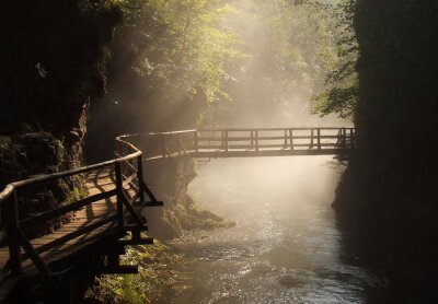Fototapete Brücke im dichten Wald