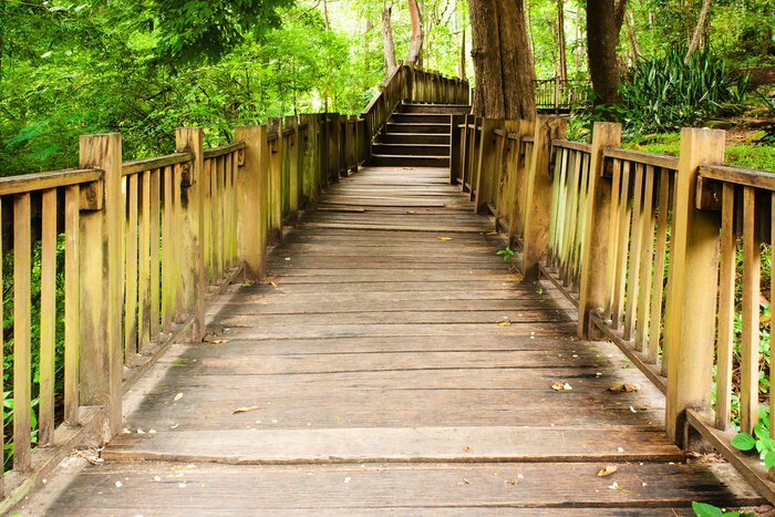 Fototapete Brücke im hellgrünen Wald