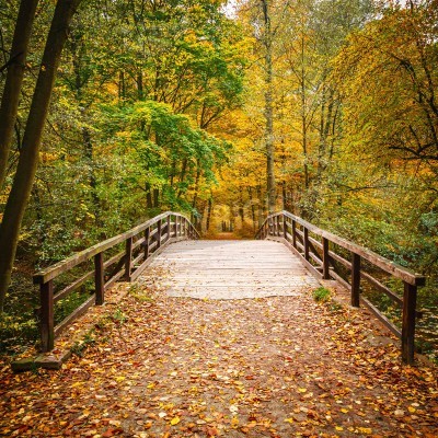 Fototapete Brücke im Herbstwald