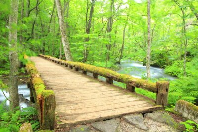 Fototapete Brücke im japanischen Wald