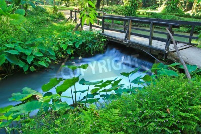 Fototapete Brücke im Park inmitten von Pflanzen