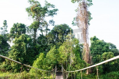 Fototapete Brücke im thailändischen Nationalpark