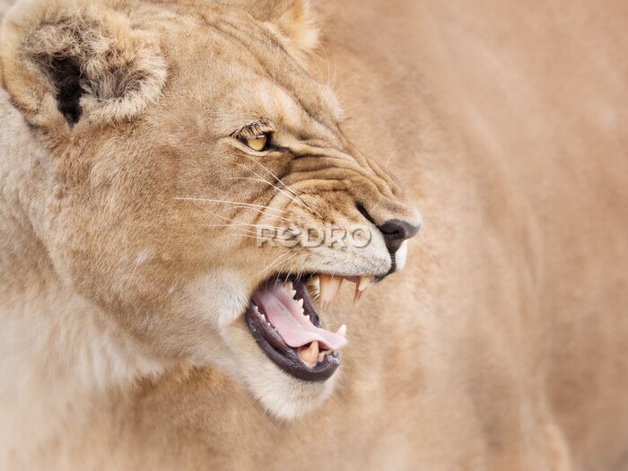 Fototapete Brüllende Löwin