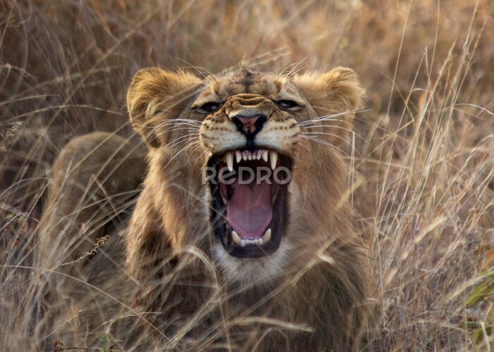 Fototapete Brüllender Löwe im Gras
