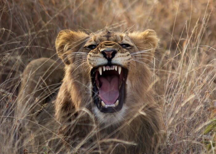 Fototapete Brüllender Löwe im Gras