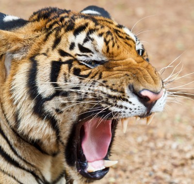 Fototapete Brüllender wilder tiger