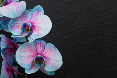 Fototapete Bündel violette Orchideen