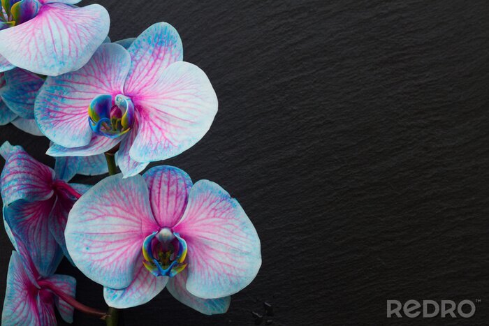 Fototapete Bündel violette Orchideen