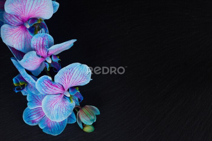 Fototapete Bündel violette Orchideen