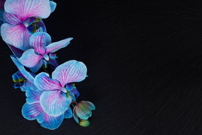 Fototapete Bündel violette Orchideen