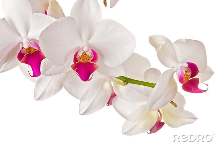 Fototapete Bündel weißer Orchideen