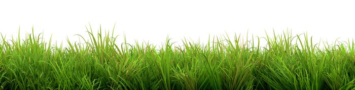 Fototapete Büschel von grünem Gras