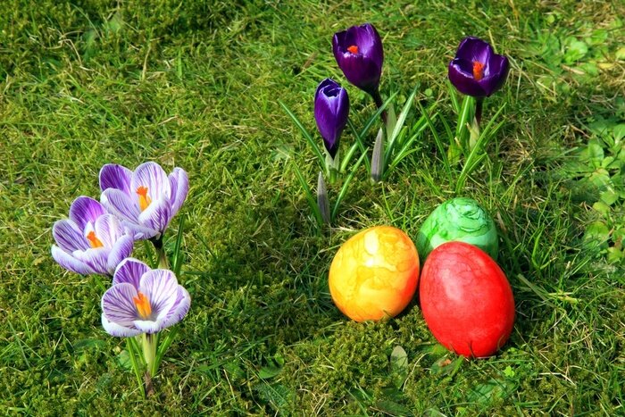 Fototapete Bunt bemalte Ostereier und Krokusse auf der Wiese