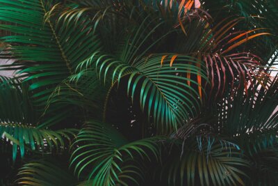 Fototapete Bunte Blätter der Palme