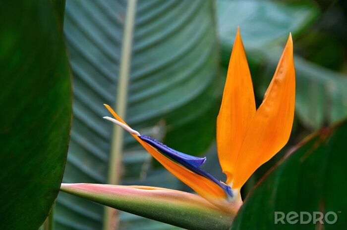 Fototapete Bunte Blume (Strelitzia reginae) auf dunklem tropischem Laubnaturhintergrund. Ungewöhnliche Form der orange und blauen Blume im Formvogel