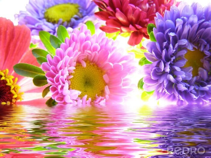Fototapete Bunte Blumen im Wasser