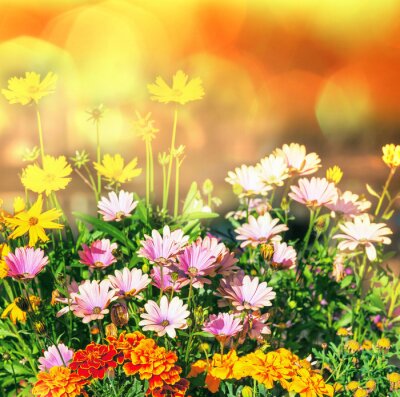 Fototapete Bunte Blumen in Sonne