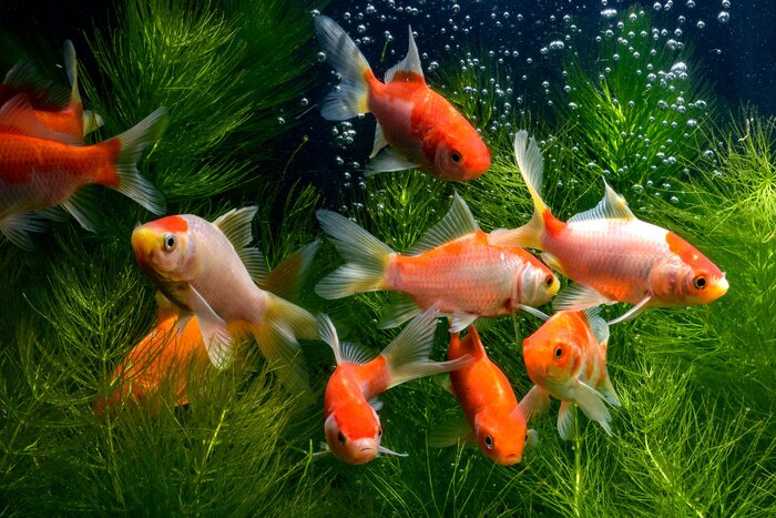 Fototapete Bunte Fische inmitten der Pflanzen