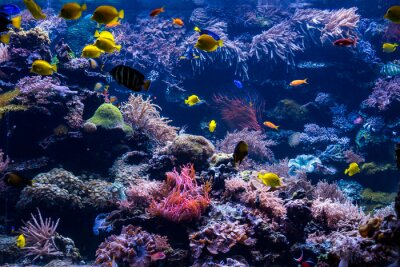 Bunte Fische inmitten des Korallenriffs