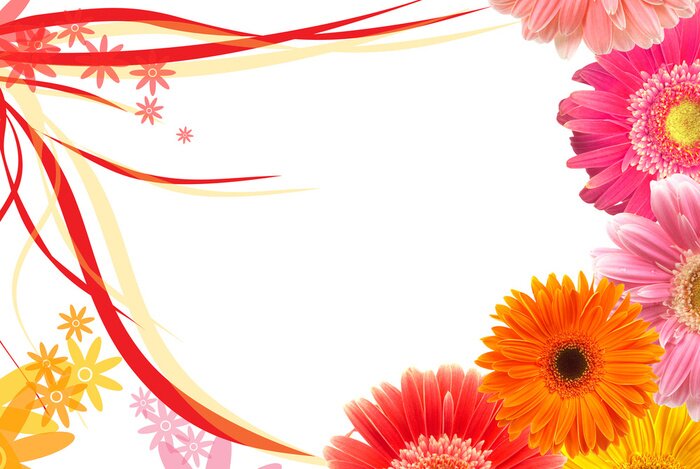 Fototapete Bunte Gänseblümchen und Gerbera