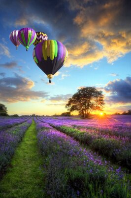 Bunte Luftballons über Lavendelfeld