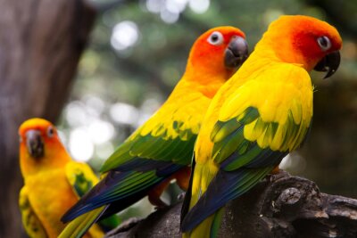 Fototapete Bunte Papageien auf dem Baum