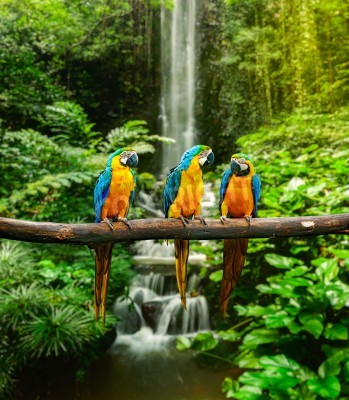 Fototapete Bunte Papageien im Dschungel