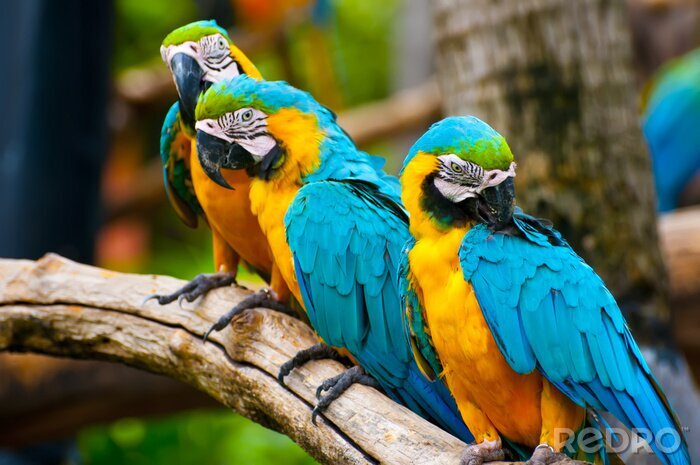 Fototapete Bunte Papageien im Zoo