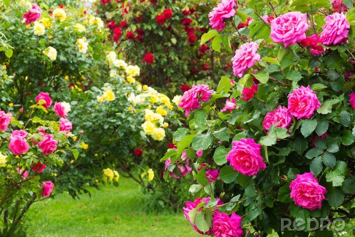 Fototapete Bunte Rosen auf Sträuchern